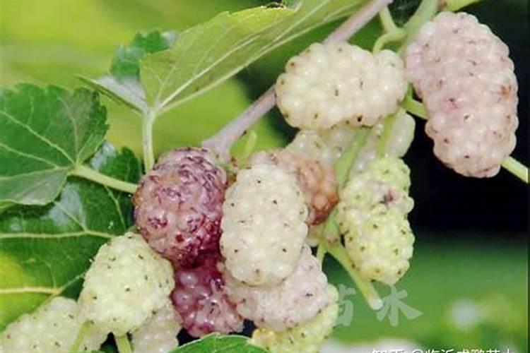 为什么台湾长果落果严重,需要怎样处理？长果桑种植技术和产量百度知 ...