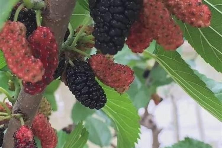 果桑园的肥培管理步骤有哪些？