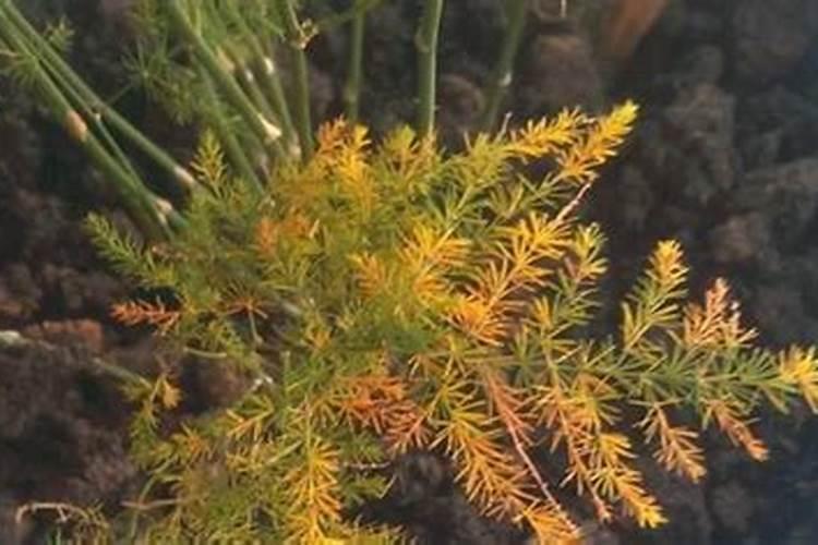 新疆的化工企业有哪些