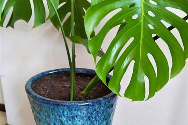 龟背竹施什么肥好,龟背竹施氮磷钾肥最好