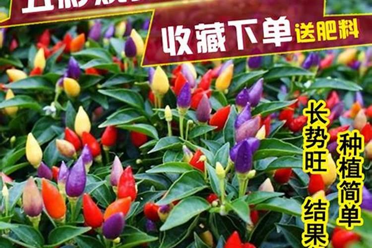 地瓜什么时候挖回来最好