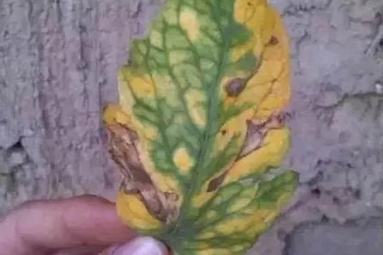 代森锰锌能不能和叶面肥混用