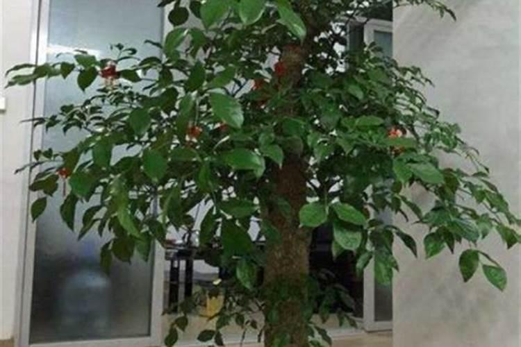 富贵树怎么施肥？需要注意这七方面