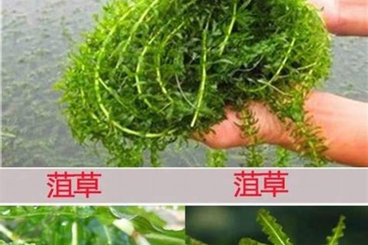 氨基酸水溶肥叶面喷施的效果