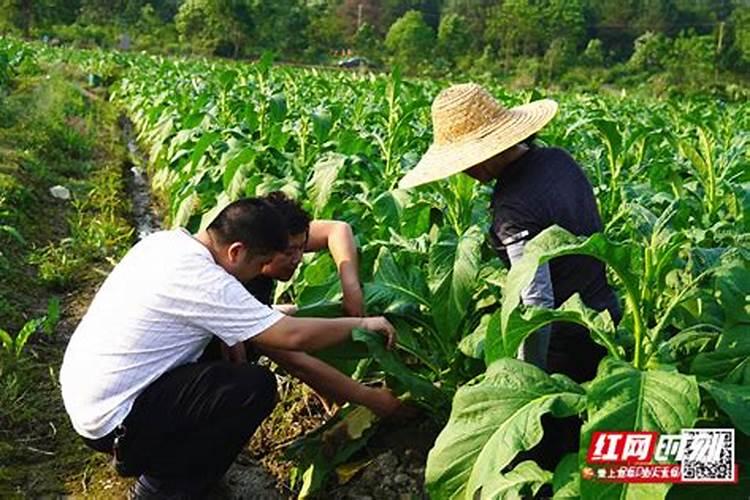 有机肥太阳晒了会挥发吗