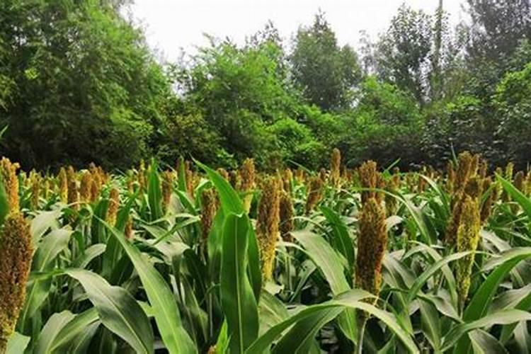 为什么不能中午打叶面肥 叶面肥使用方法