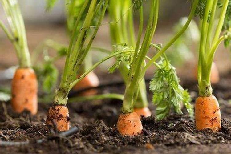 红萝卜第一次追什么肥 怎么施肥效果好