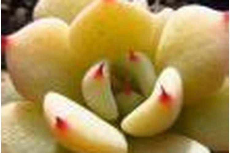 油茶树施什么肥长得快