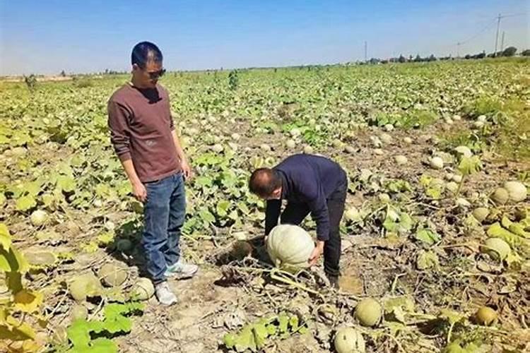 硼钼肥在花生盛花期可以打吗？