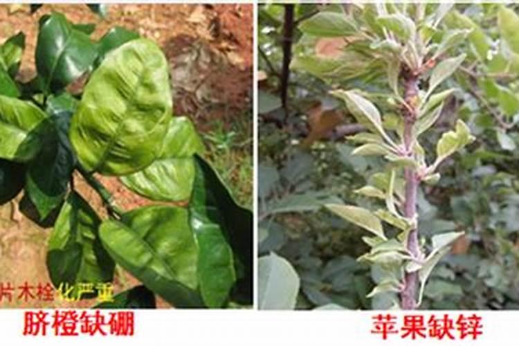 为什么月季不能往叶子喷水吗