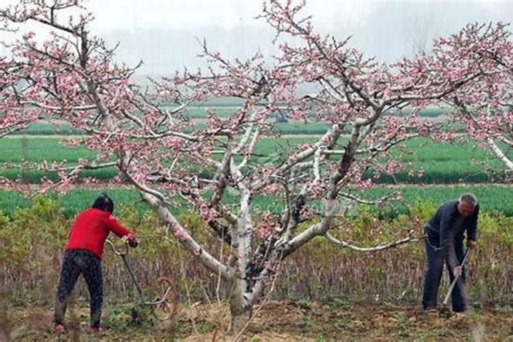 苹果专用叶面肥哪种好？叶面肥什么时候用好？叶面肥用根小子!