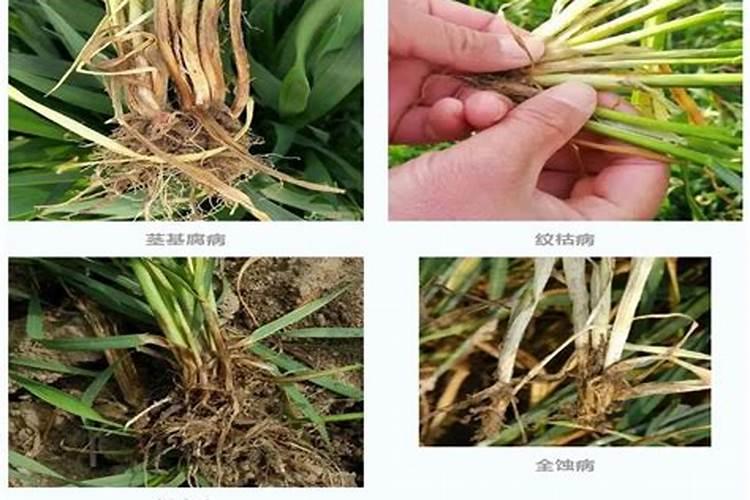 白芍花适合在哪里种植