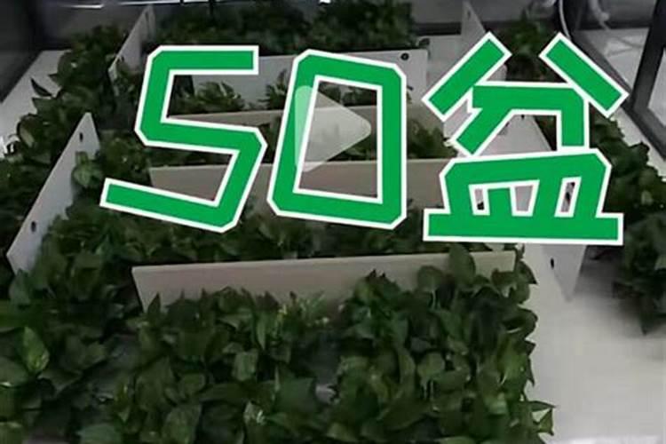 芒果保花保果,关键措施有哪些？