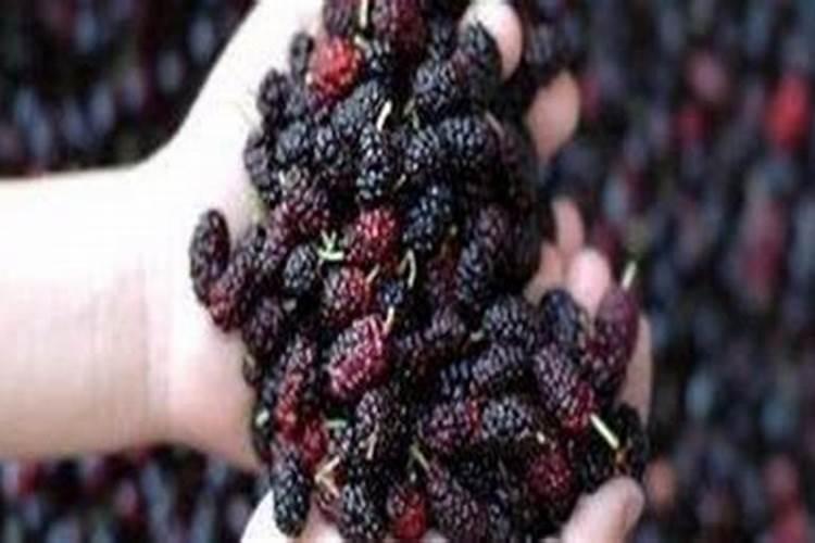 种马铃薯用什么肥料最好