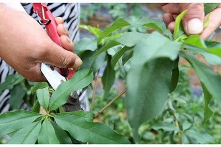 橙子树什么时候下肥料