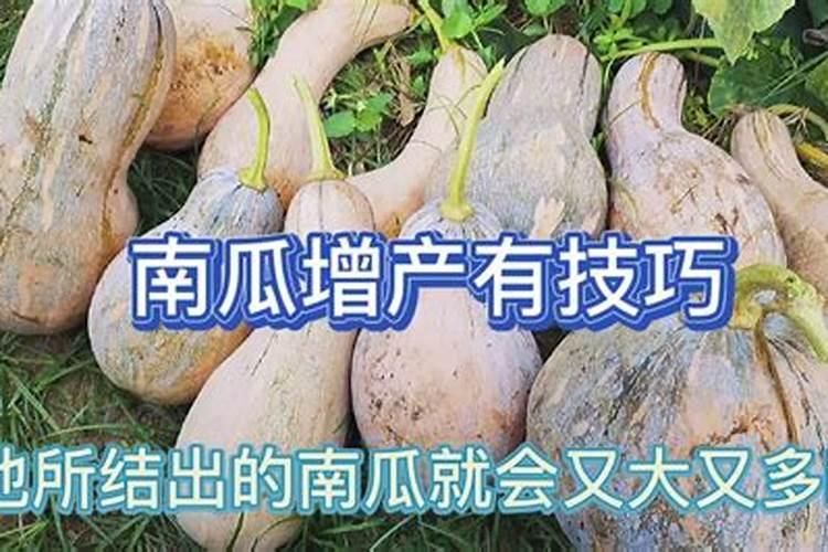 南瓜施什么肥料最好