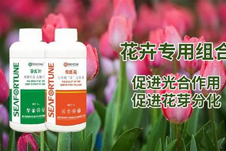 君子兰肥料有哪些