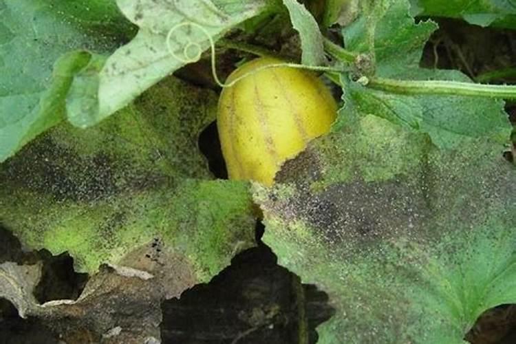 甜叶菊叶子干,发黄,浇水也没用,怎么办