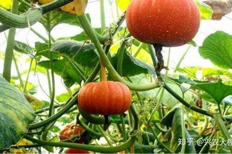 南瓜怎么施肥