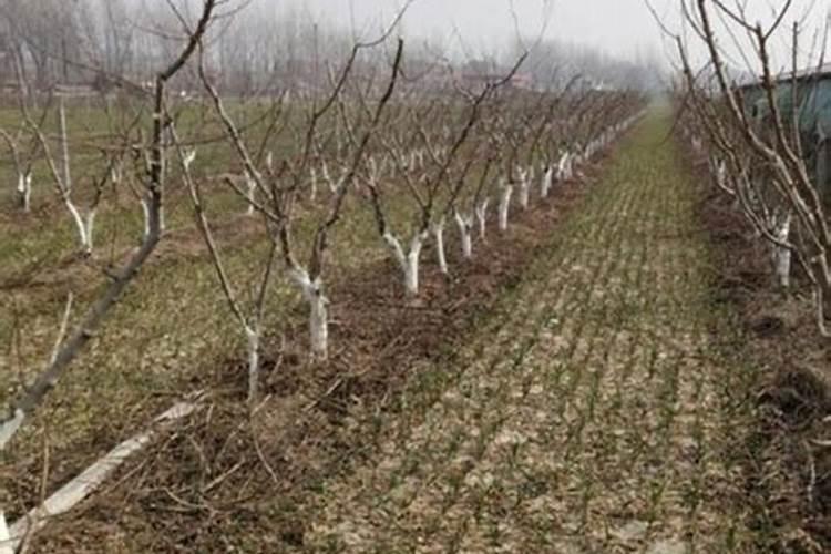 黄腐酸钾最佳使用方法