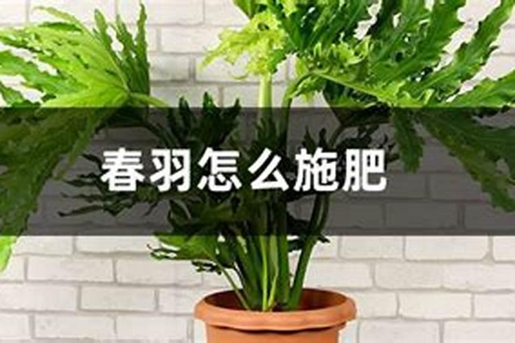 黄腐酸钾怎么使用