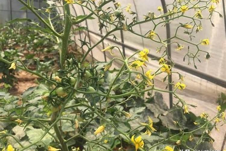 用磷肥的蔬菜有什么危害？