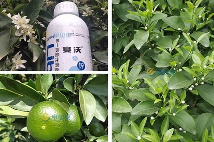 水溶肥里面用的什么钾