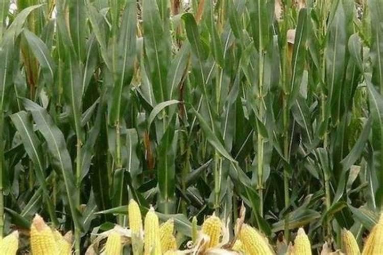 丙环唑可以跟液钙混配吗