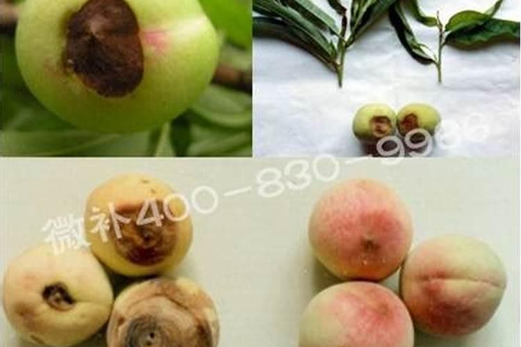 桃树种植全年施肥注意事项？桃树怎么施肥有助于高产？