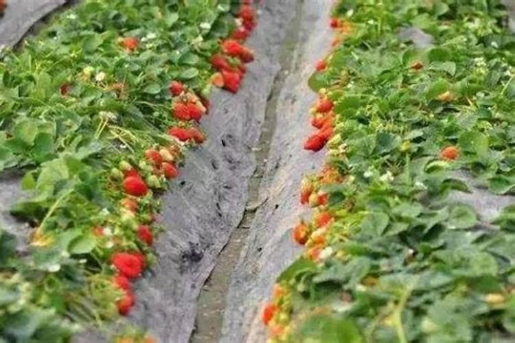 草莓碧护使用方法