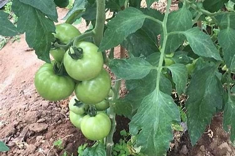 种番茄用什么肥料最好