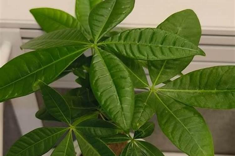 发财树多少天打一次叶面肥