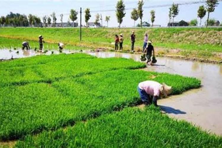 白露小葱能喷叶面肥吗？