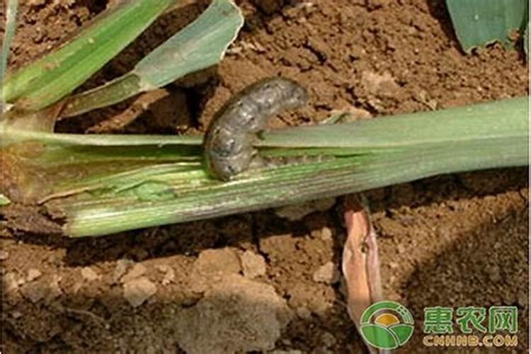 种出来的蔬菜太老了是什么原因？