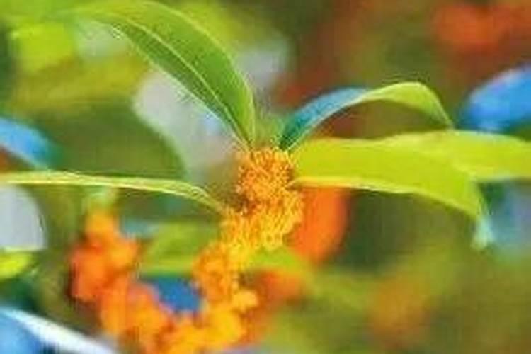 种植桂花用什么样的肥料比较好？什么时候施肥最好？