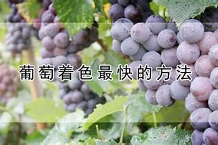 食用百合种植详细方法