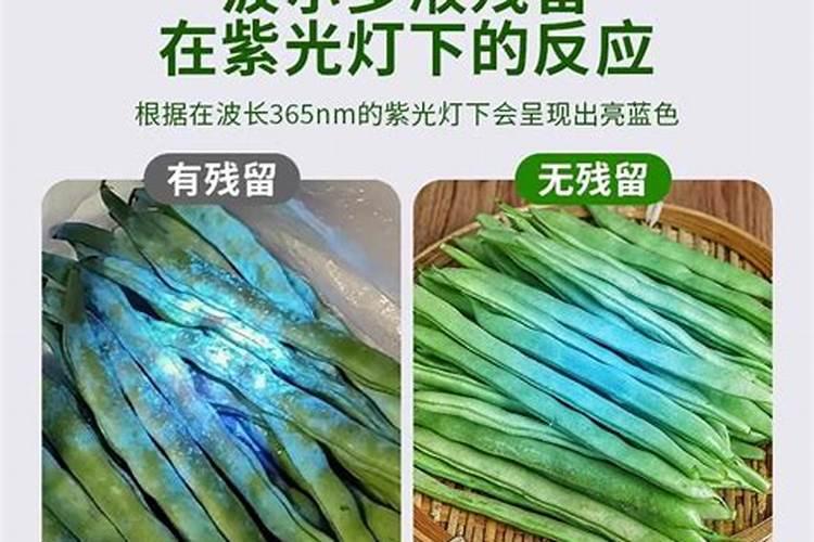 玉米幼苗能打芸苔素吗