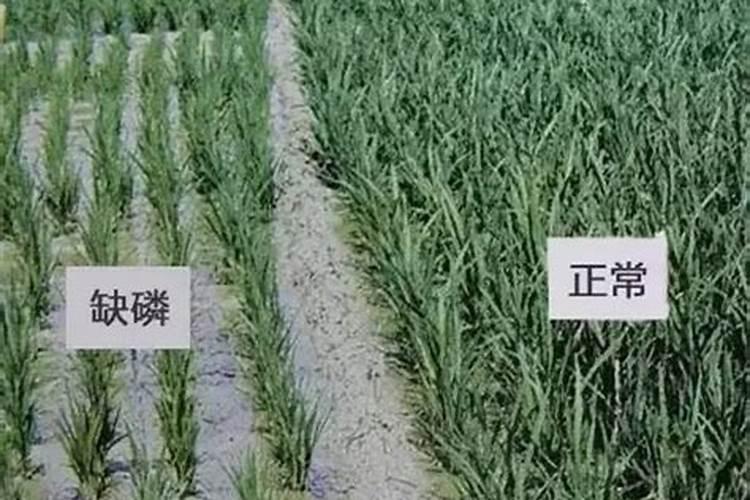 缺少氮磷钾肥分别有什么现象