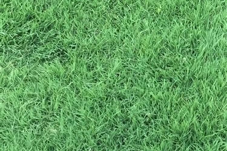 百慕大草坪用什么复合肥好