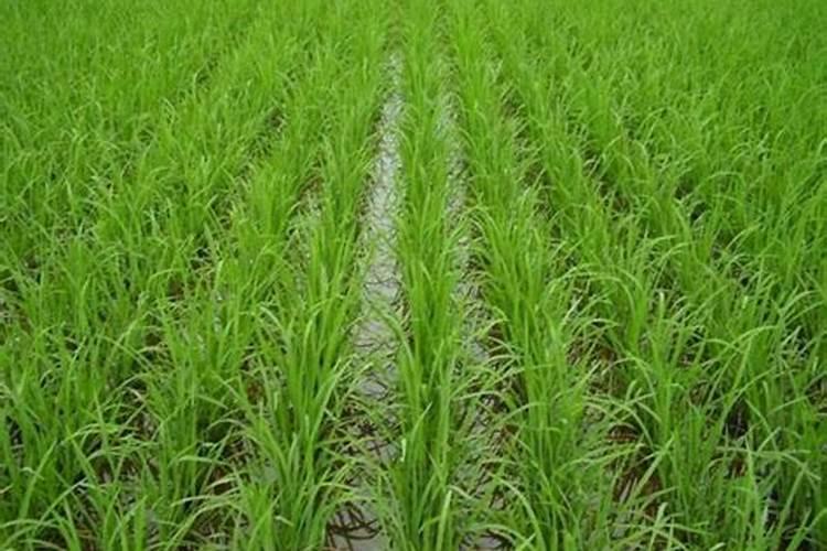 桃树什么时候打药最好