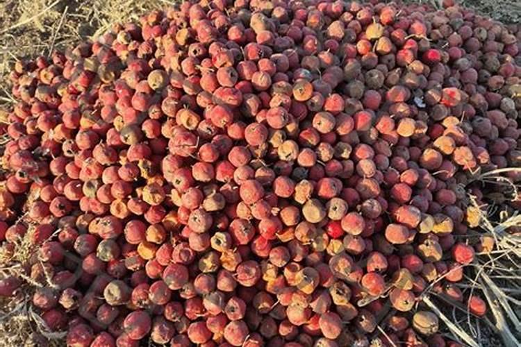 山楂直接沤制花肥可以吗？