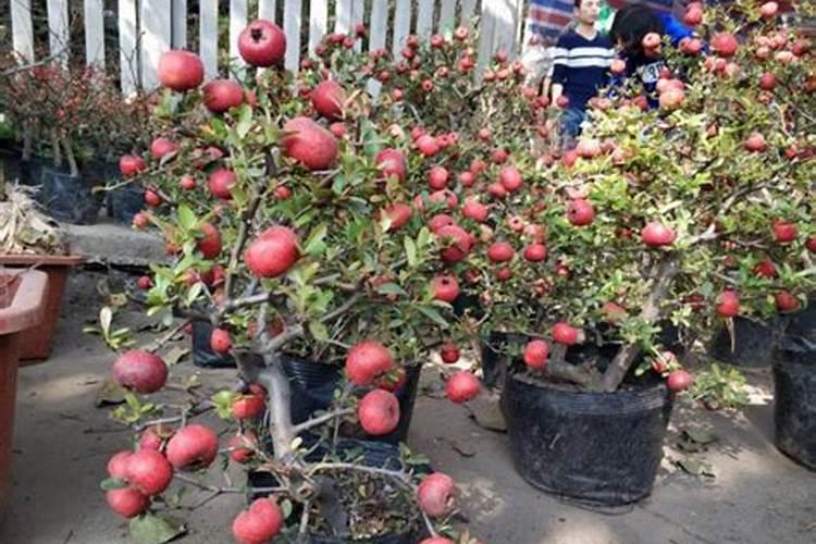 山楂能冲施花肥吗我这两三天内想冲化肥