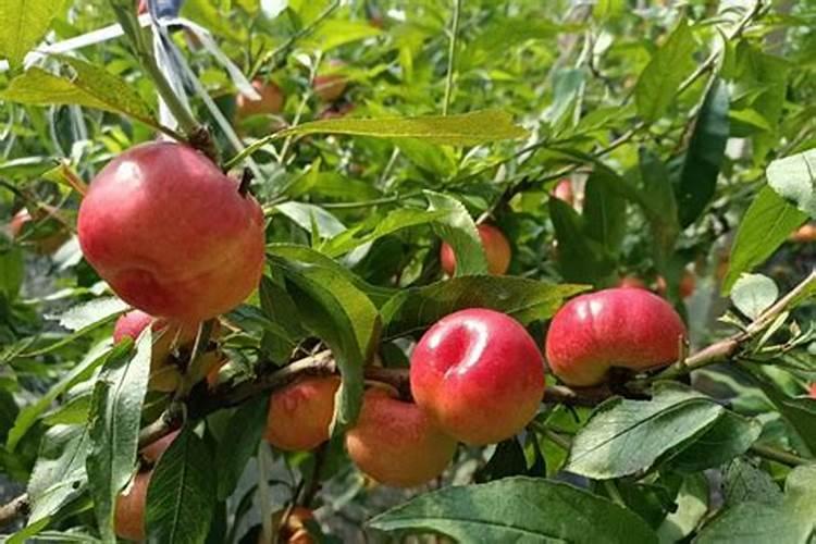 桃树追肥用什么肥料好