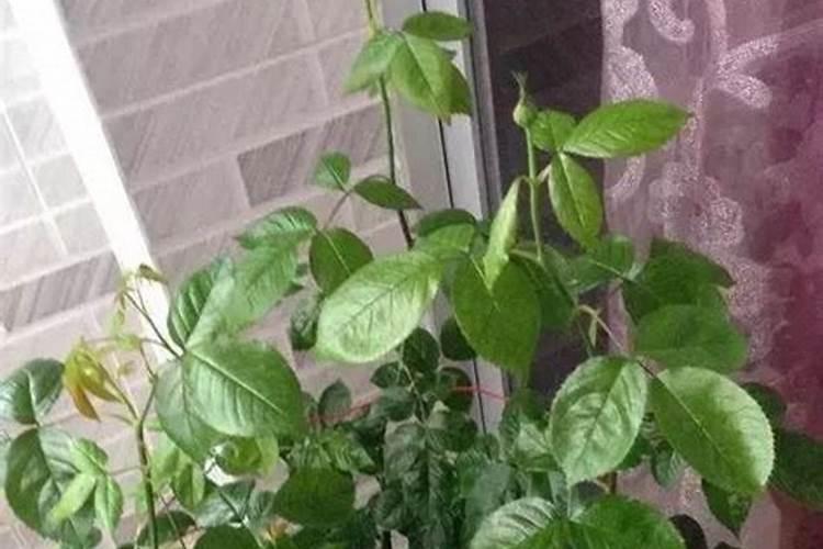 番茄膨果用什么肥料？哪种安全更增产