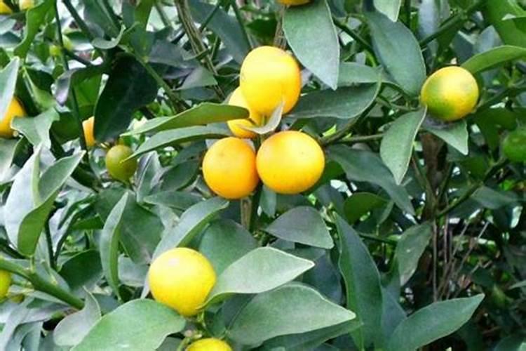 金钱桔的养护和施肥