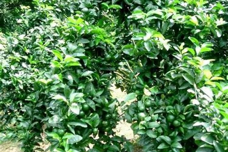 沙糖桔施肥注意