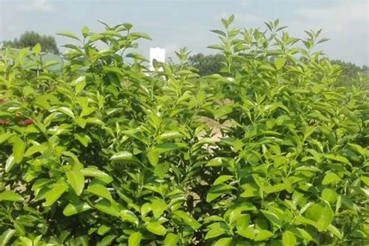 开花期砂糖橘可以施硝态氮肥吗？