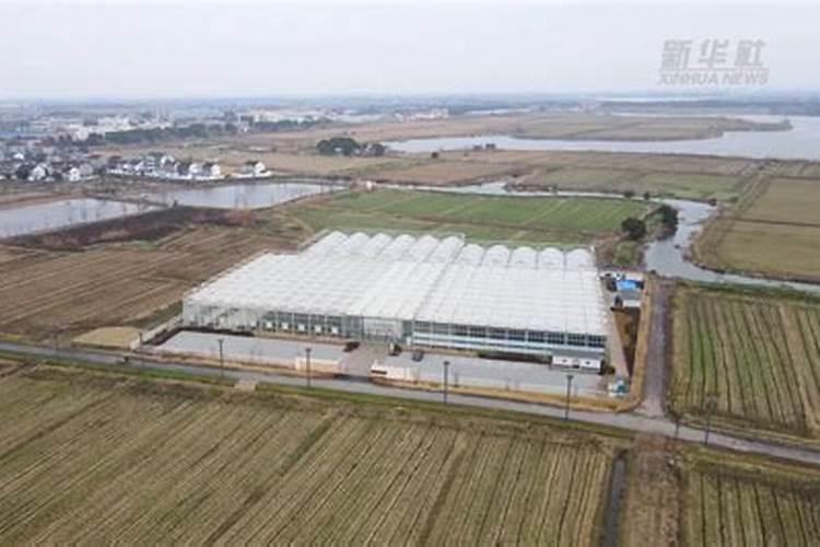 磷肥对哪些作物最好