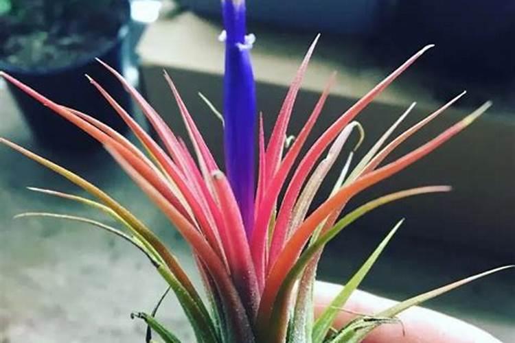 西红柿补硼肥害处