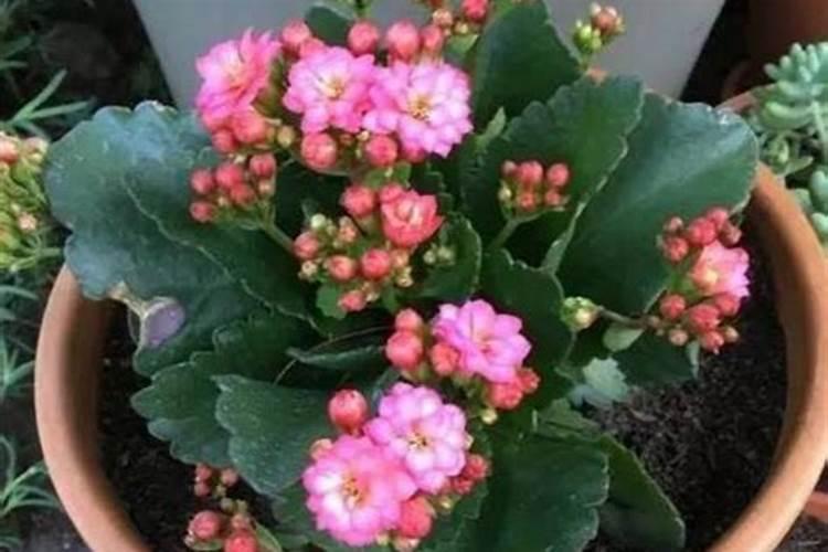 长寿花夏天能施肥吗 长寿花夏季是否可以施肥